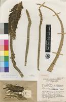 Holotype of Aloe excelsa A.Berger var. breviflora L.C.Leach [family ASPHODELACEAE]