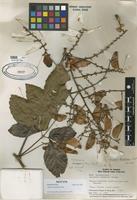 Isotype of Serjania decapleuria Croat [family SAPINDACEAE]