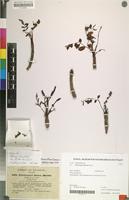 Syntype of Sclerocarya birrea Hochst. [family ANACARDIACEAE]