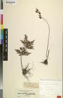 Syntype of Cheilanthes schimperi Kunze [family POLYPODIACEAE]