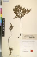 Syntype of Cheilanthes schimperi Kunze [family POLYPODIACEAE]