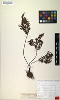 Syntype of Cheilanthes schimperi Kunze [family POLYPODIACEAE]