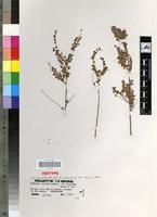 Isotype of Phyllanthus nummulariifolius subsp vinanibeae Brunel & J.P. Roux [family EUPHORBIACEAE]