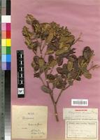 Isolectotype of Nesogordonia normandii Capuron [family STERCULIACEAE]