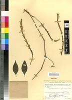 Isotype of Brachystephanus africanus var madagascariensis Figueiredo [family ACANTHACEAE]