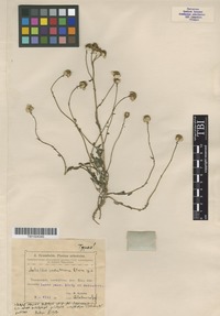 Type of Achillea sachokiana D.Sosn. [family ASTERACEAE]