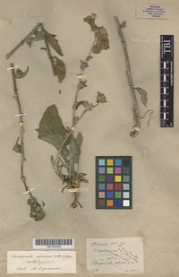 Type of Campanula calcarea (Albov) Charadze [family CAMPANULACEAE]