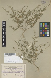 Isotype of Chenopodium sosnowskyi Kapeller [family CHENOPODIACEAE]