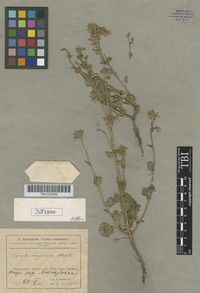 Isotype of Nepeta amoena Stapf. [family LAMIACEAE]