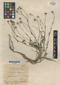 Type of Achillea sachokiana D.Sosn. [family ASTERACEAE]
