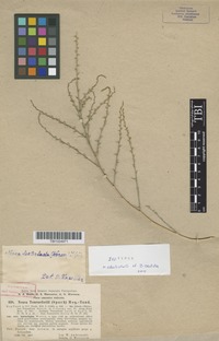 Isotype of Noaea leptoclada (Woron.) Iljin [family CHENOPODIACEAE]