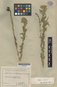 Type of Achillea sedelmeyeriana Sosn. [family ASTERACEAE]