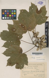 Type of Acer sosnowskyi Doluch. [family ACERACEAE]