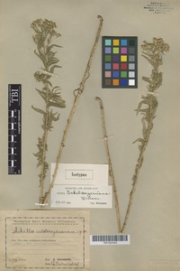 Isotype of Achillea sedelmeyeriana Sosn. [family ASTERACEAE]
