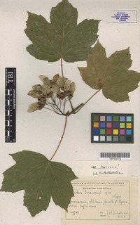 Isotype of Acer sosnowskyi Doluch. [family ACERACEAE]