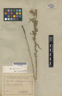 Isotype of Achillea sedelmeyeriana Sosn. [family ASTERACEAE]