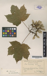 Isotype of Acer sosnowskyi Doluch. [family ACERACEAE]