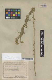 Isotype of Achillea sedelmeyeriana Sosn. [family ASTERACEAE]
