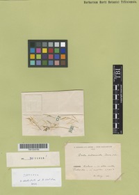 Isotype of Draba subsecunda Somm. et Lev. [family BRASSICACEAE]