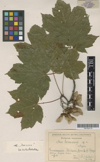 Isotype of Acer sosnowskyi Doluch. [family ACERACEAE]