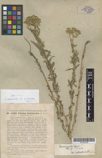 Isotype of Achillea sedelmeyeriana Sosn. [family ASTERACEAE]