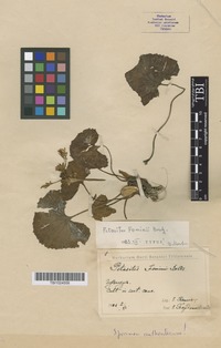 Type of Petasites fominii Bordz. [family ASTERACEAE]