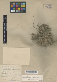 Syntype of Acantholimon fominii Kusn. [family PLUMBAGINACEAE]
