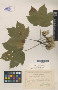 Isotype of Acer sosnowskyi Doluch. [family ACERACEAE]
