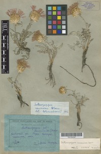 Type of Aetheopappus caucasicus Sosn. [family ASTERACEAE]