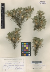Isotype of Astragalus atenicus Ivanisch. [family FABACEAE]