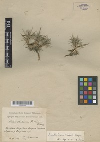 Syntype of Acantholimon fominii Kusn. [family PLUMBAGINACEAE]
