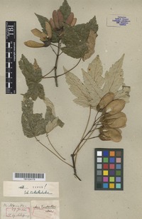 Type of Acer trautvetteri Medw. [family ACERACEAE]