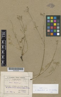 Syntype of Carum komarovii Karjay [family APIACEAE]