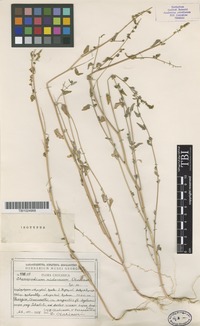 Isotype of Chenopodium nidorosum Otschiauri [family CHENOPODIACEAE]