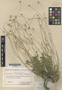 Type of Cephalaria charadzeae Schchian [family DIPASCACEAE]