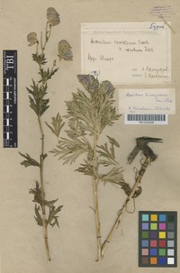Type of Aconitum brachynasum Kem.-Nath. [family HELLEBORACEAE]