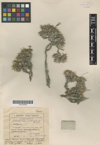 Type of Acantholimon schemachense Gross [family PLUMBAGINACEAE]
