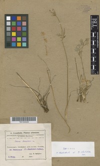 Syntype of Carum komarovii Karjay [family APIACEAE]
