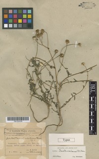 Type of Achillea sachokiana D.Sosn. [family ASTERACEAE]