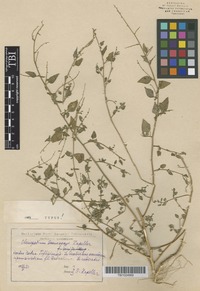 Type of Chenopodium sosnowskyi Kapeller [family CHENOPODIACEAE]