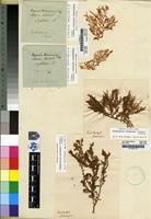 Type of Chondrococcus hornemanni (Lyngb.) F.Schmitz [family RHIZOPHYLLIDACEAE]