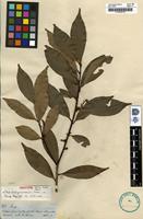 Isotype of Ilex casiquariensis Loes. [family AQUIFOLIACEAE]