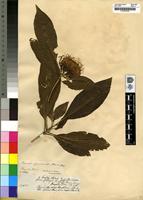 Type of Pavetta gerrardii Harv. [family RUBIACEAE]
