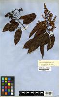 Type of Elvasia calophyllea DC. [family OCHNACEAE]