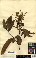 Filed as Sapindus [family SAPINDACEAE]
