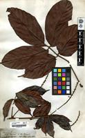 Filed as Paullinia [family SAPINDACEAE]