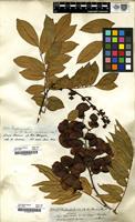 Filed as Drepanocarpus crista-castrensis Mart. ex Benth. [family LEGUMINOSAE]