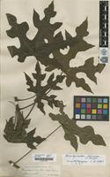 Filed as Brachychiton discolor F.Muell [family STERCULIACEAE]
