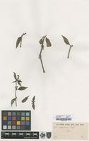 Filed as Anotis trimera Craib [family RUBIACEAE]