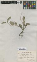 Filed as Mussaenda uniflora Wall. [family RUBIACEAE]